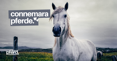 Connemara Pony: ein schönes Pferd für Reitanfänger und Reitprofis