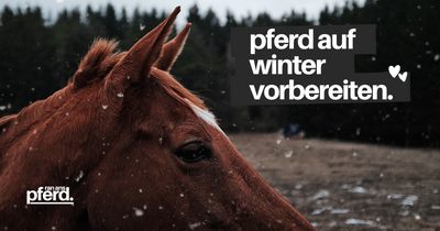 Pferdepflege: Wie bereite ich mein Pferd auf die kalte Jahreszeit vor