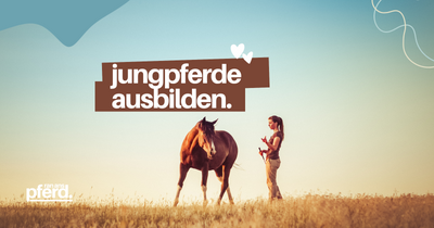 Jungpferde: Ausbildung von jungen Pferden und worauf muss man achten