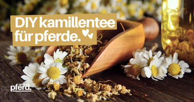 Kamillentee Rezept: Kamillenblüten Kräutersaft aus Kamille für Pferde