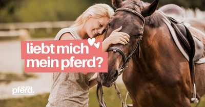 Mensch und Pferd: Können Pferde eine Bindung zu Menschen aufbauen