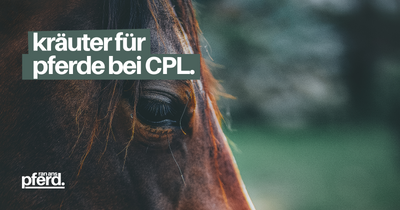 Kräuter für Pferde bei CPL: Was ist Lymphödem und Lymphsystem