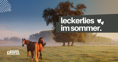 Leckerlies: Welche Pferdeleckerlies im Sommer?