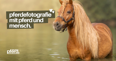 Pferdefotografie: Pferde, Menschen und Natur richtig in Szene setzen