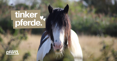 Tinker Pferde: Geschichte und Zucht der Pferderasse Tinker Horse